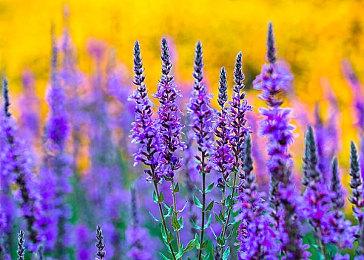 米哈游诉三七互娱等公司侵权崩坏3游戏 索赔20万元